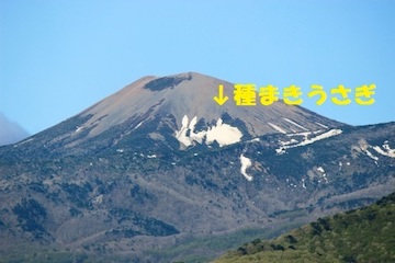福島市の吾妻小富士（標高1707m）の北東斜面に現れる雪の形をした“雪うさぎ”