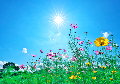 福島市内のコスモス（被災者の方が撮影された作品）太陽に向かって花咲くコスモスがやさしくも力強さを感じさせてくれます。未来はかろやかで明るい！