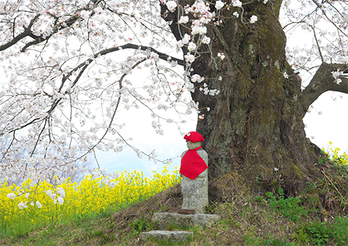 二本松人待ち地蔵桜（被災者の方が撮影された作品）人の世の苦しみや哀しみを静かに受け止め、復興への祈りを捧げているかのよう。祈りはいつかきっと叶う
